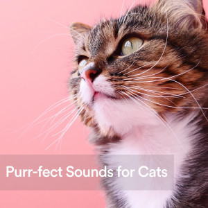 Best Relaxing Music的專輯Purr-fect Sounds for Cats