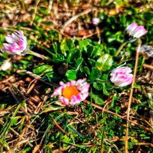 Dengarkan lagu Your Inner Beauty nyanyian NamesAsFlowers dengan lirik