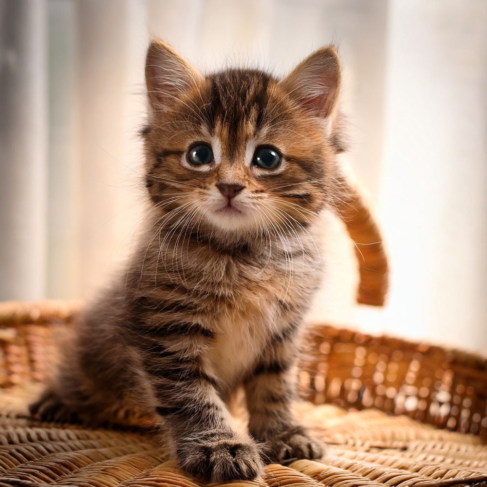 Melodías Relajantes Para Gatos