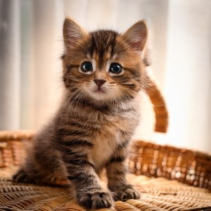 ดาวน์โหลดและฟังเพลง Suaves Canciones De Cuna Para Gatos พร้อมเนื้อเพลงจาก Olas de Sueño Felino