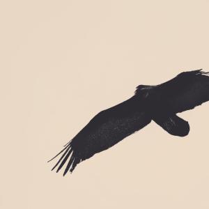 收聽Randolph的LET IT FLY (Explicit)歌詞歌曲