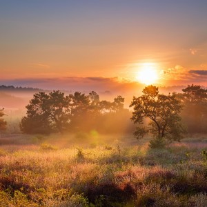 Naturaleza Sonora的專輯Relajación Pura: Música Armoniosa Para Descanso