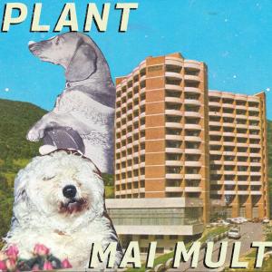 收聽Plant的Mai mult歌詞歌曲