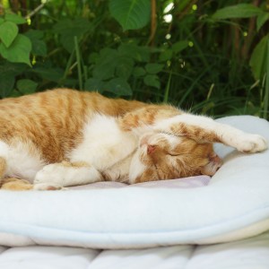 收聽Cat Comfort的Sleepy Tunes for Cats歌詞歌曲