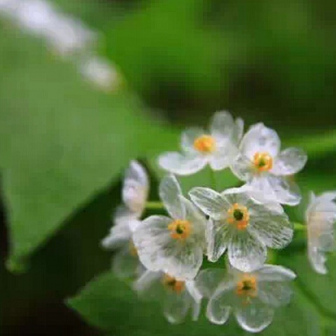 산하엽 (Diphylleia grayi) 山荷叶 (其他)