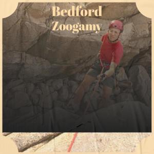 Album Bedford Zoogamy from Various