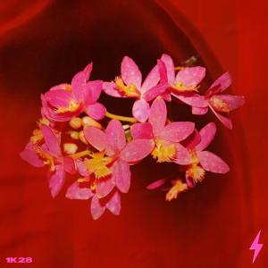 Listen to All Night (Explicit) song with lyrics from COTIS