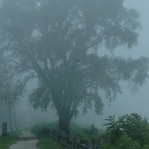 Album SUITE: PAIN IS SONIC from 