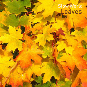 Slow World的专辑Leaves
