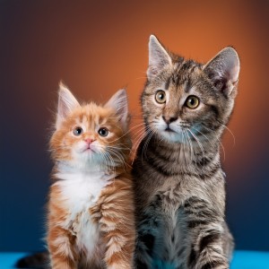 Fan de animales tranquilos的專輯Música Para Mascotas Y La Paz Del Corazón Animal