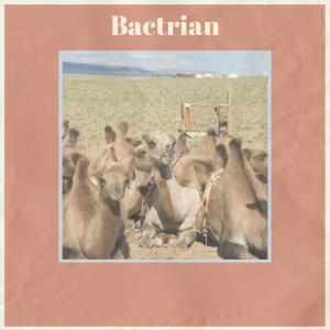 Album Bactrian from 