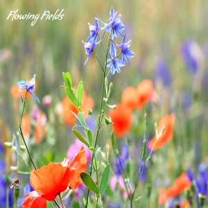 Listen to Flowing Fields song with lyrics from Angie Hawke