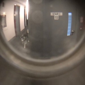 收听Toffee的Johnny歌词歌曲