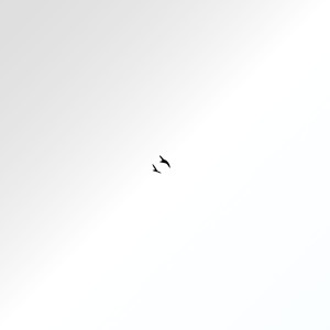 The Acoustic Room的专辑Birds of a Feather