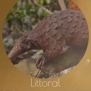 Album Littoral from Various