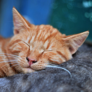 Dengarkan Soul Soothing Songs lagu dari Deep Sleep dengan lirik