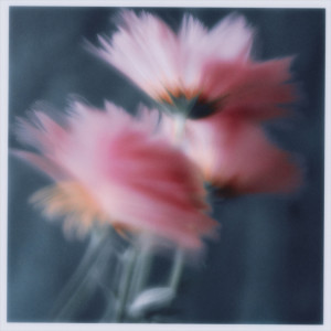 Album If You Need It from Portrait