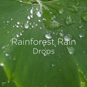 Listen to Relaxing Rain Drops song with lyrics from Rain Sounds