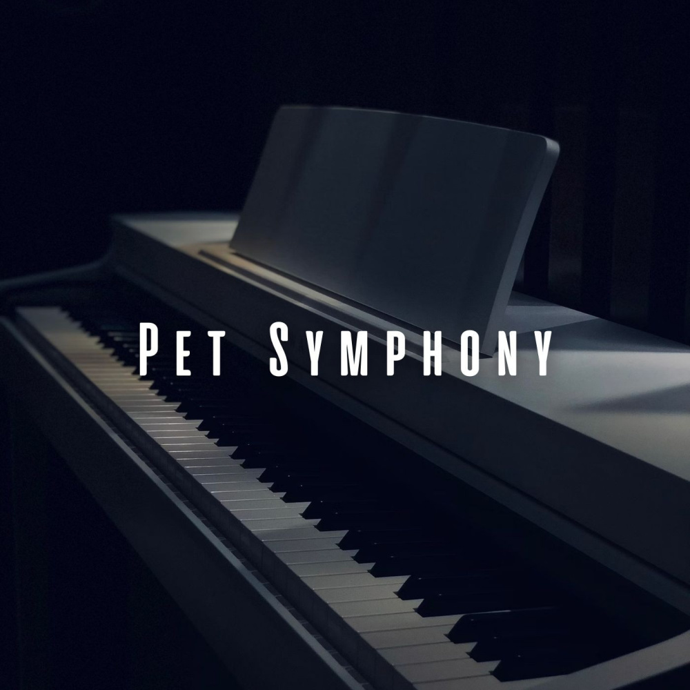 Enchanting Piano Purr