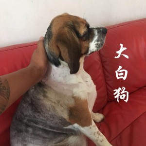 Dengarkan 大白狗 lagu dari 桑中万 dengan lirik
