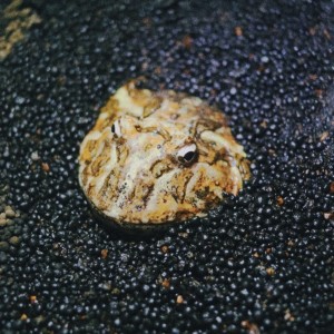 Album Frog in the well from Gummy Hoppers