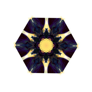 Album Sun Moon Wind Water from AFTA-1