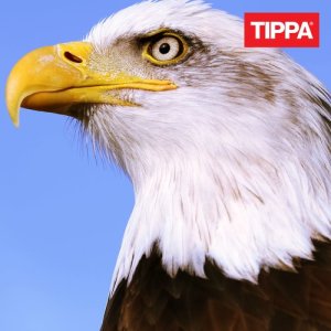 收聽Tippa-T的Satutat mua歌詞歌曲