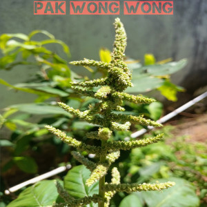 อัลบัม Pak wong wong ศิลปิน Barabe mix