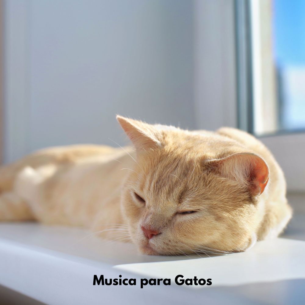 Sonidos tranquilos de patitas