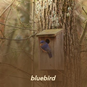 Listen to Hush song with lyrics from Billy Joe Royal