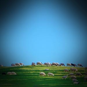 Listen to Sounds of Sheep will Help you Relax and Fall Asleep song with lyrics from Forest FX