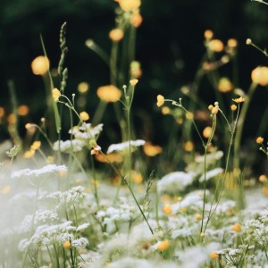 ดาวน์โหลดและฟังเพลง Ecos de la Tranquilidad พร้อมเนื้อเพลงจาก Ricky Kornfield