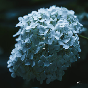 Aoi的专辑ajisai