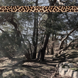 อัลบัม Leopard Tape 005 ศิลปิน Andreas Foxx