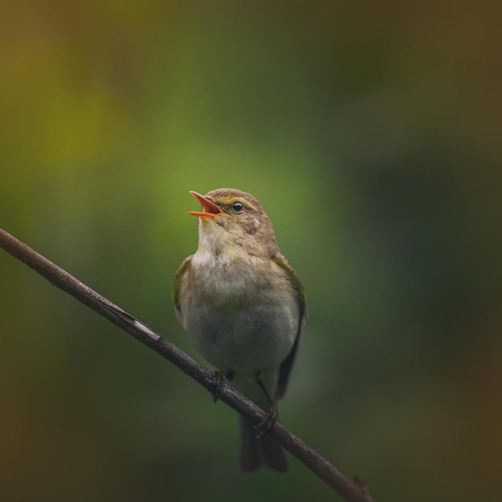 Birds singing Sounds to Relieve anxiety and stress