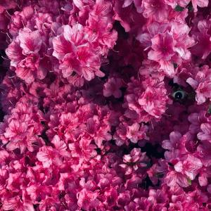 อัลบัม Body In The Backyard (Explicit) ศิลปิน 