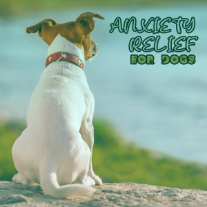 Album Anxiety Relief for Dogs (Spa for Pets) from Pet Music Academy