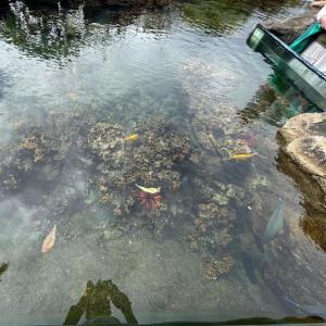 ดาวน์โหลดและฟังเพลง carnosyn พร้อมเนื้อเพลงจาก Carbine