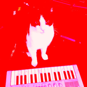 ดาวน์โหลดและฟังเพลง Shape of You (Cover Version) พร้อมเนื้อเพลงจาก Picasio Cat