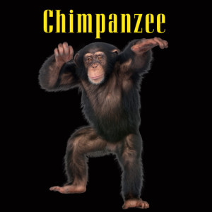 Chimpanzee Sounds的專輯Chimpanzee