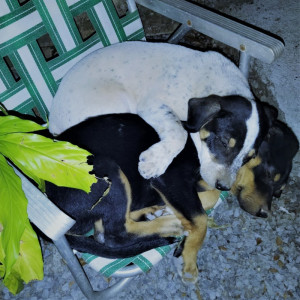 Gustavo Santos的專輯Meu Bom Camarada