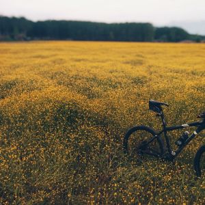Listen to Springtime Harmony song with lyrics from Sounds of Nature Noise