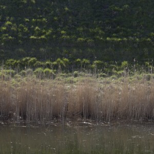 收聽Forest On Stasys的Hive Mind歌詞歌曲