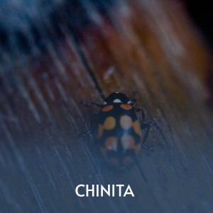 Listen to Chinita song with lyrics from Pedro Vargas