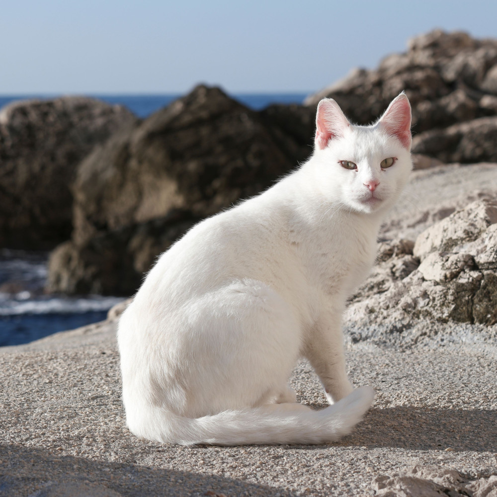 Tranquil Ocean Tails Curl