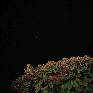 收听not dvr的wys歌词歌曲