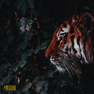 Album Jungle from Mesani