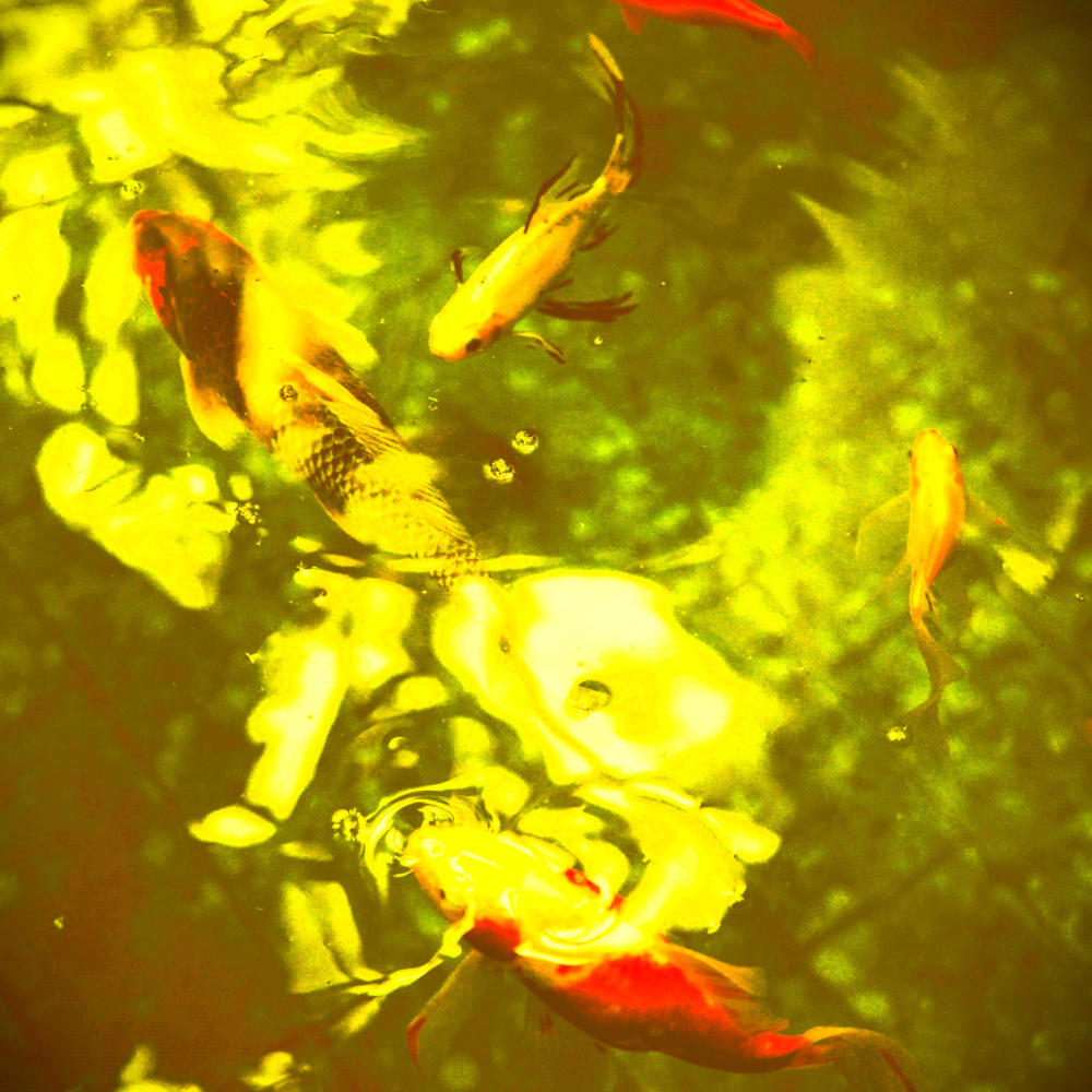 Koi Pond Posse (feat. Pink Navel & Nancy Kneebrace) (Explicit)