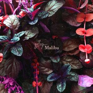 Listen to Malibu song with lyrics from Gytlaz