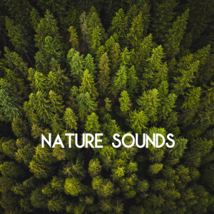 อัลบัม Nature Sounds - Sleep and Relaxation (Loopable) ศิลปิน Nature Sounds Sleep Music Baby Sleep
